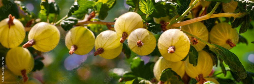 Ripe yellow gooseberries. Gooseberry fruit plant close up. Summer berries banner. Ripe yellow gooseberries. Gooseberry fruit plant close up. Summer berries banner.