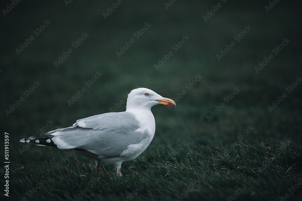 Zilvermeeuw, European Herring Gull, Larus argentatus Zilvermeeuw, European Herring Gull, Larus argentatus