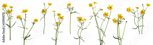 Fototapeta Naklejka Na Ścianę i Meble -  Many stems of yellow meadow wildflowers at various angles on white background