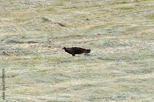Turkey Vulture in a Field