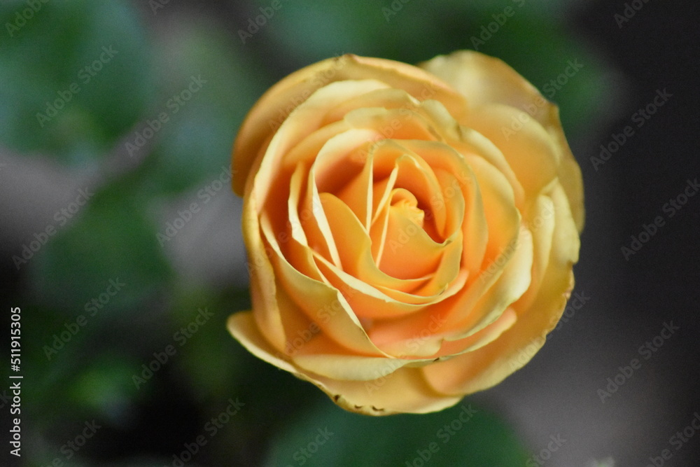 Bella rosa con fondo difuminado (macro)