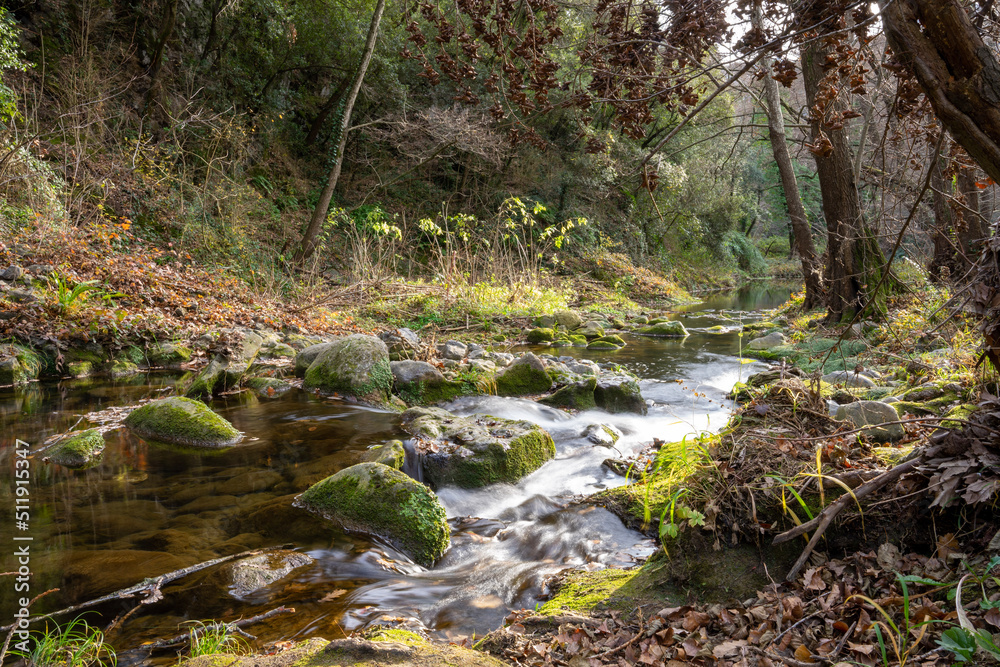 stream in the forest stream in the forest