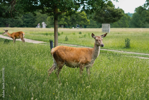 white deer