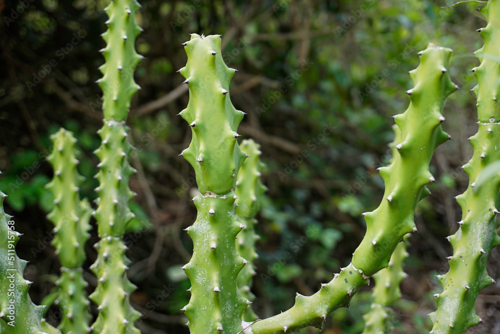 Fototapeta premium Indian meadows cactus plants