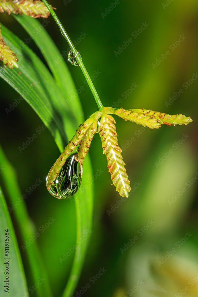 Rain drops on green vegetation in the early morning, Cape Town, South Africa
Rain drops on green vegetation in the early morning, Cape Town, South Africa