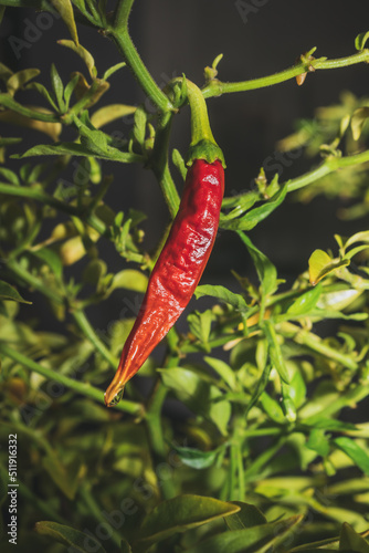 Bright red chilli peppers growing on a chilli pepper plant (Capsicum), Cape Town, Africa