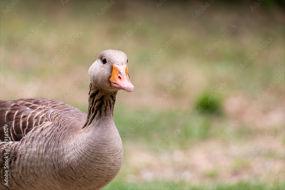 Primo piano di oca selvatica sul prato verde. Uccello in libertà che vive nella laguna del mare. Primo piano di oca selvatica sul prato verde. Uccello in libertà che vive nella laguna del mare.