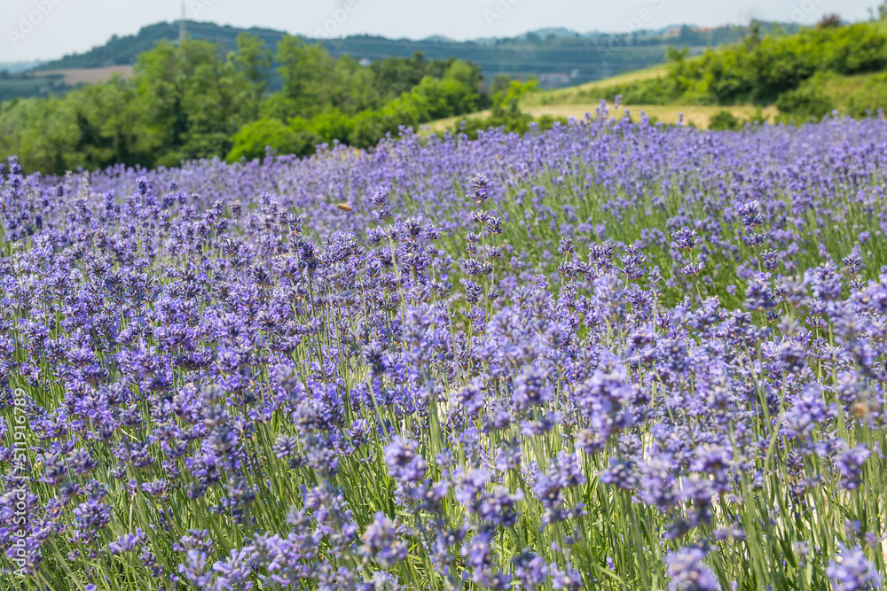 Naklejka premium Lavanda di Sale San Giovanni