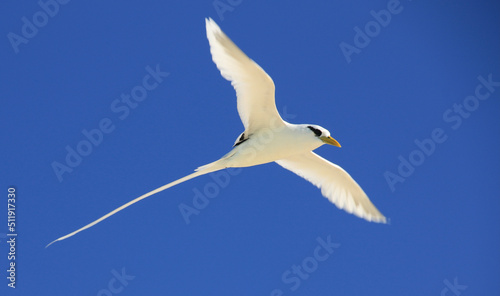 seagull in flight