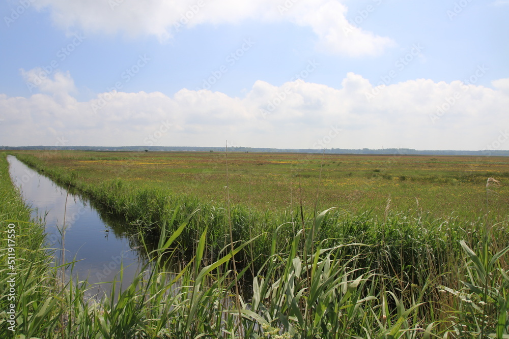 reeds in the water