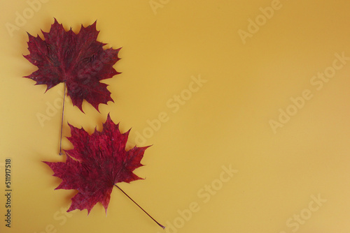 autumn leaves background. Two maroon maple leaves on a yellow background. Top view