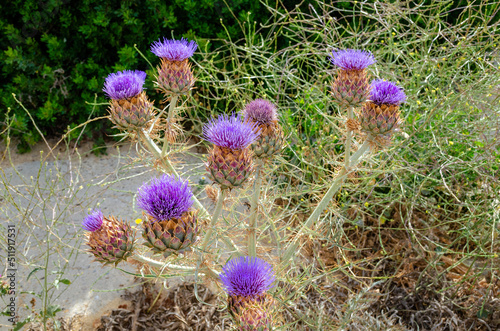 Plant called Onopordum nervosum, also known as Moor's cotton thistle or reticulate thistle photo