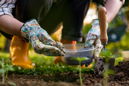 Eco friendly gardening. Woman preparing soil for planting, fertilizing with compressed chicken manure pellets. Organic soil fertiliser. photo
