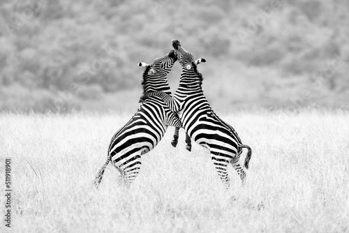 Two Plains  Grant s zebra  Zebra stallions  Equus quagga boehmi  fighting and biting  Maasai Mara National Reserve  Kenya 