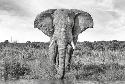 African elephant  Loxodonta africana  drinking water  black and white fine art  Murchison Falls National Park  Uganda  Africa 