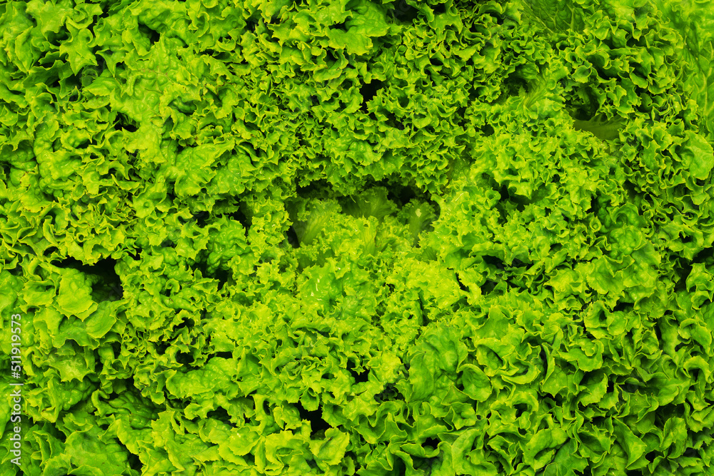natural pattern of lettuce young green leaves
