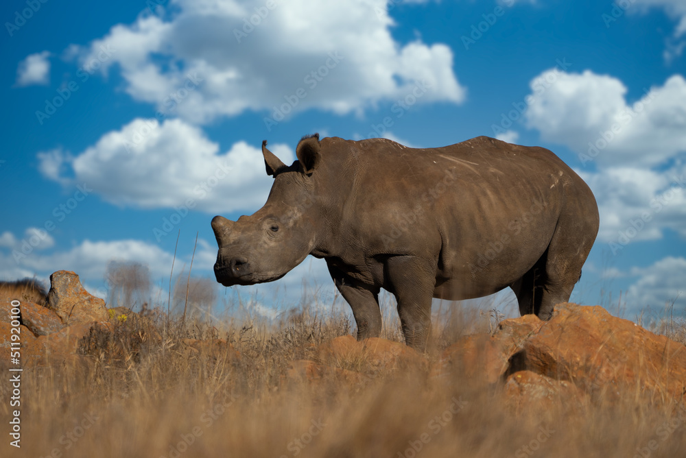 an endangered Single square lipped White Rhino walking and grazing in the brown dead field during the winter months during a Safari drive. De horned to stop poachers from poaching an endangered Single square lipped White Rhino walking and grazing in the brown dead field during the winter months during a Safari drive. De horned to stop poachers from poaching