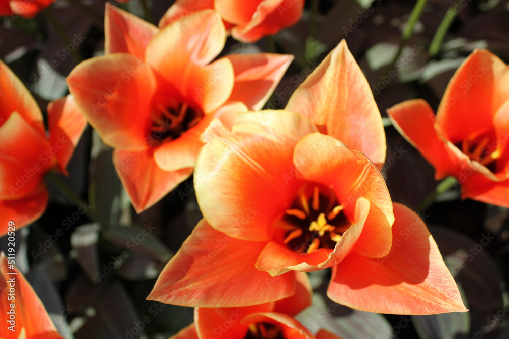 Fototapeta premium red poppy flower