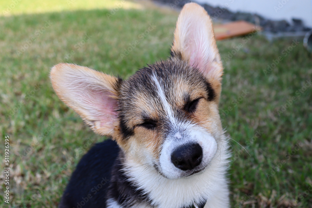 Cute and funny puppy Welsh Corgi Pembroke tricolor / tricolour with black, brown and white - small young corgi baby dog, corgi puppy, corgi whelp, pup, pet, fox