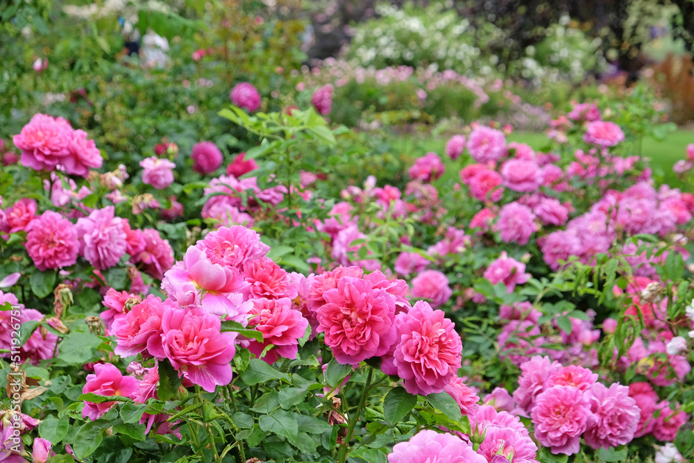Pink Rosa 'Princess Anne' in flower Pink Rosa 'Princess Anne' in flower