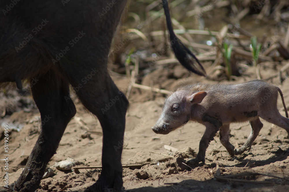 Nolan warthogs Phacochoerus africanus africanus. Female with a young. Oiseaux du Djoudj National Park. Saint-Louis. Senegal. Nolan warthogs Phacochoerus africanus africanus. Female with a young. Oiseaux du Djoudj National Park. Saint-Louis. Senegal.