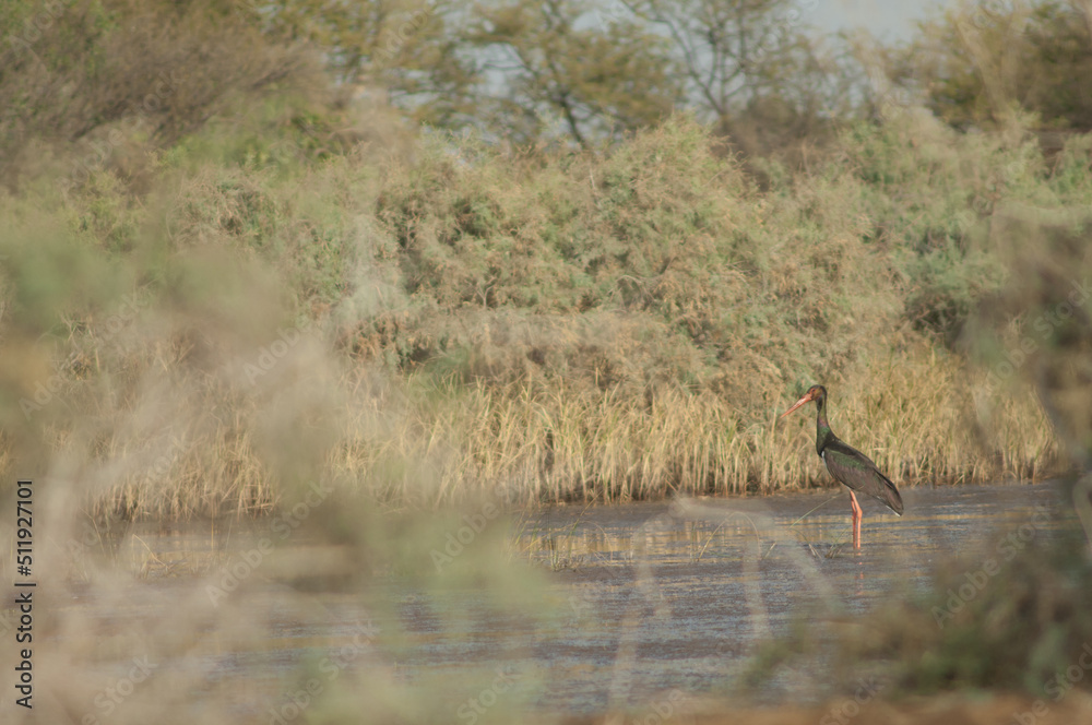 Black stork Ciconia nigra in a lagoon. Oiseaux du Djoudj National Park. Saint-Louis. Senegal. Black stork Ciconia nigra in a lagoon. Oiseaux du Djoudj National Park. Saint-Louis. Senegal.