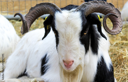 A close up photograph of a goat.