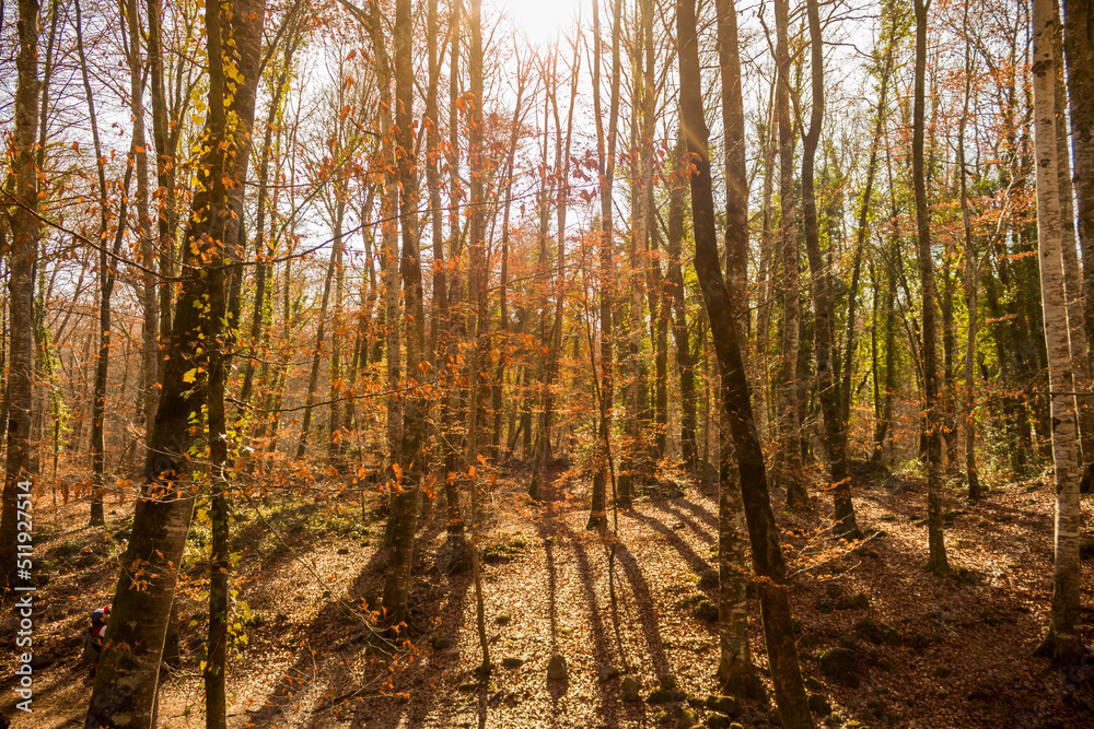 Obraz premium A nice view of a forest in autumn with sunlight in the background.