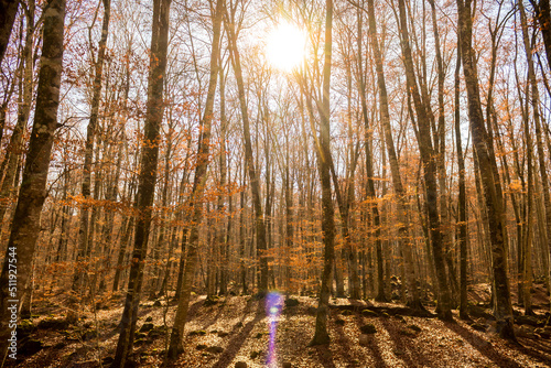 A nice view of a forest in autumn with sunlight in the background.
