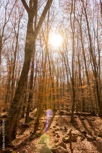 A nice view of a forest in autumn with sunlight in the background.