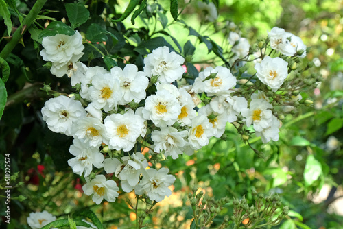 White Rosa 'Rambling Rector'  in flower