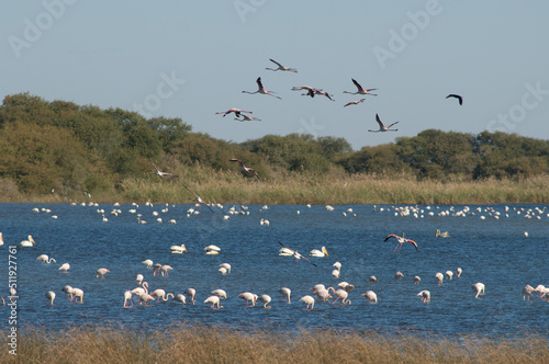 Greater flamingos Phoenicopterus roseus in a lagoon. Oiseaux du Djoudj National Park. Saint-Louis. Senegal. photo