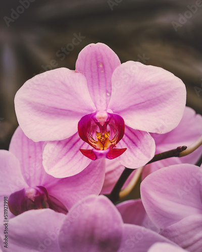 Beautiful Orchid Leave in Violet Light. High quality photo