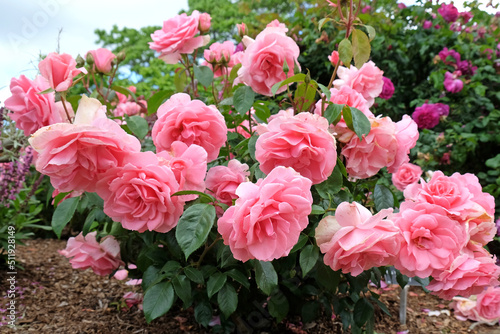 Pink Rosa 'You're Beautiful' in flower.