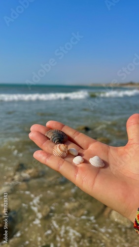 seashells  © MajoLeiva