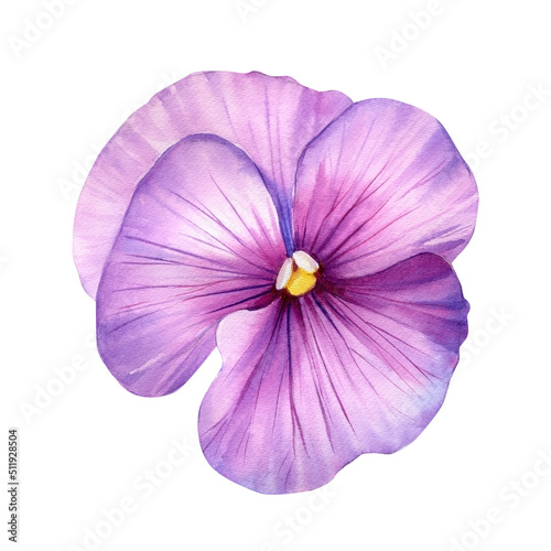 Viola, watercolor pink flower on a white isolated background. Hand drawn botanical watercolor painting 