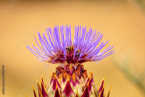 Obraz na plátně Wild cardoon flower and bees