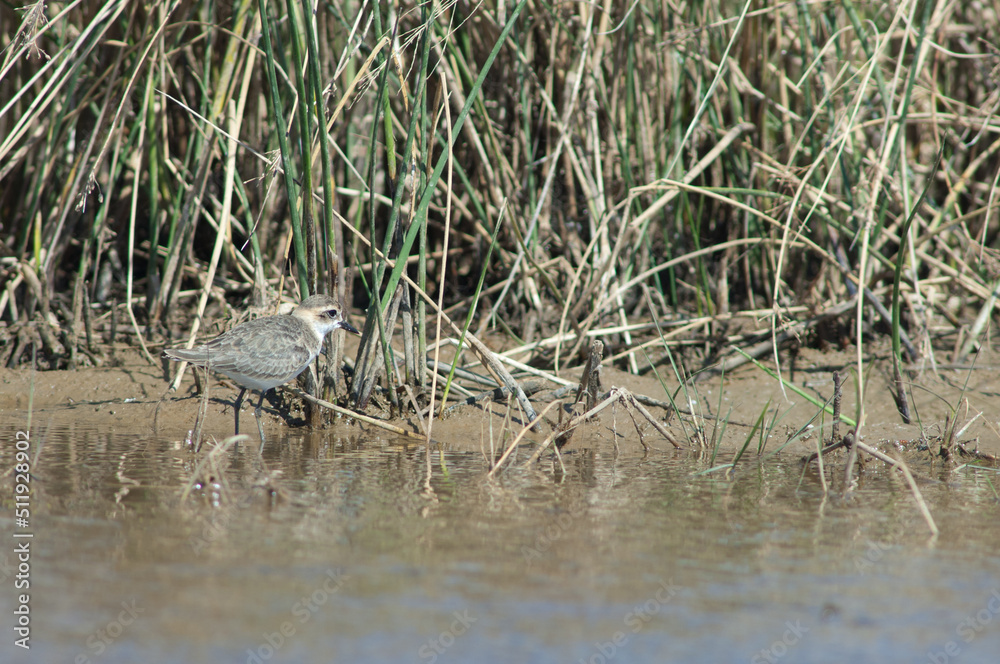 Immature Kittlitz's plover Charadrius pecuarius. Oiseaux du Djoudj National Park. Saint-Louis. Senegal. Immature Kittlitz's plover Charadrius pecuarius. Oiseaux du Djoudj National Park. Saint-Louis. Senegal.