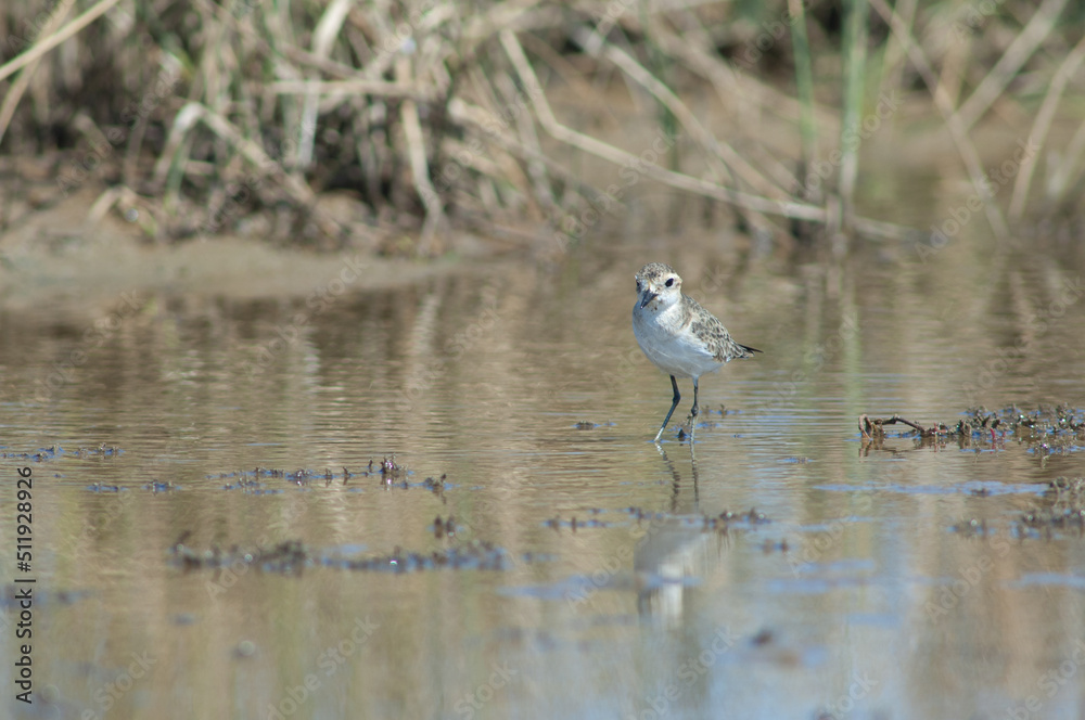 Immature Kittlitz's plover Charadrius pecuarius. Oiseaux du Djoudj National Park. Saint-Louis. Senegal. Immature Kittlitz's plover Charadrius pecuarius. Oiseaux du Djoudj National Park. Saint-Louis. Senegal.