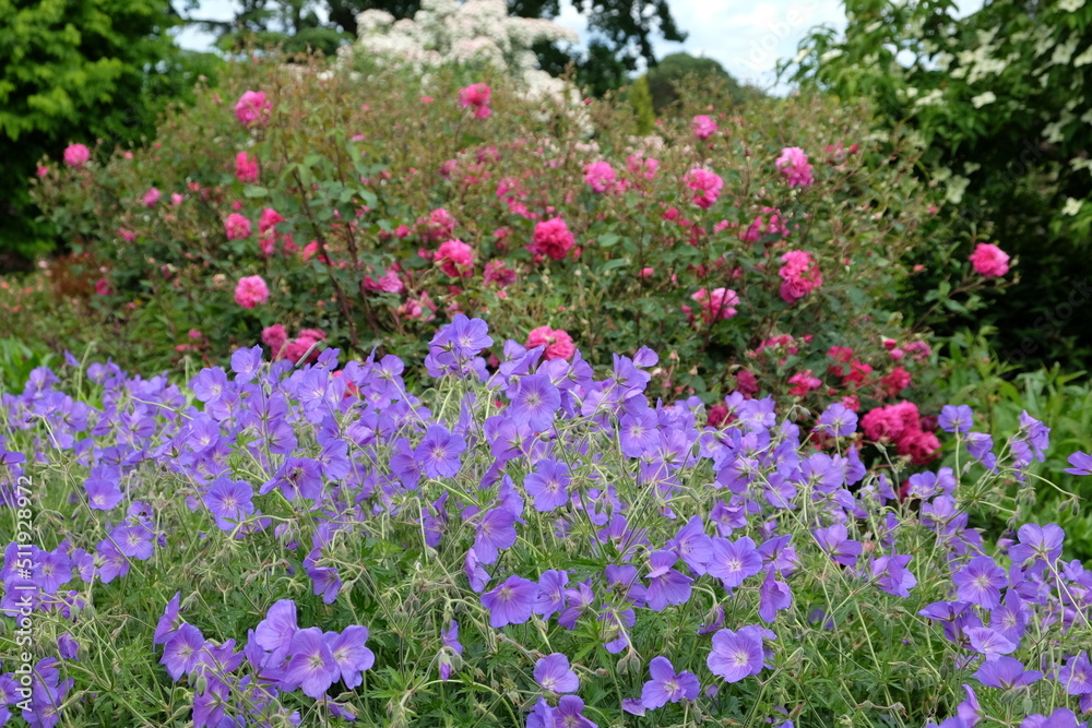 Hardy geranium 'Orion' in flower