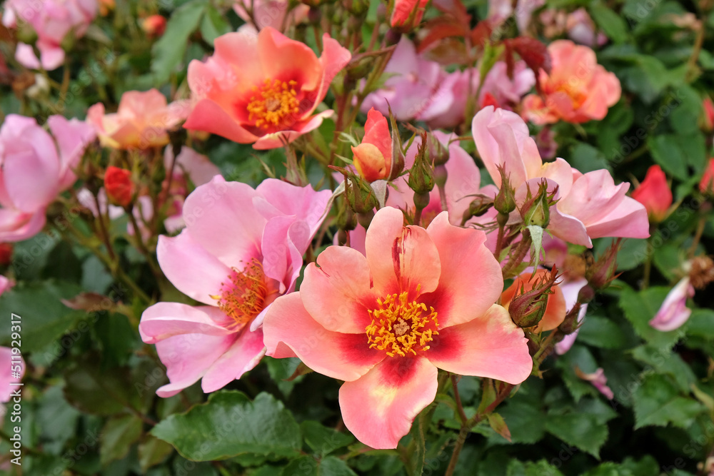 Fototapeta premium Pink single rosa For Your Eyes Only in flower