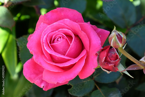 Pink rosa 'Charisma' in flower