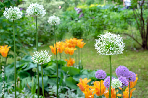 Round white heads of the giant onion lat. Allium giganteum in the flower bed with bright flowers.