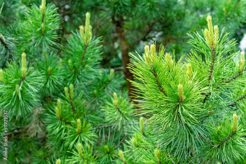Bright green shoots and buds on a pine tree. Spruce branch with fresh sprouts. Evergreen foliage pine tree.