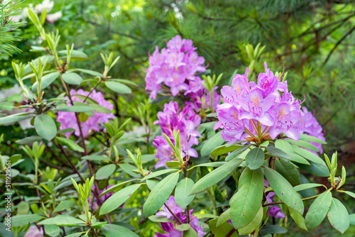 Pacific Rhododendron. Lilac California rhododendron. Blooming rhododendrons in the summer garden.