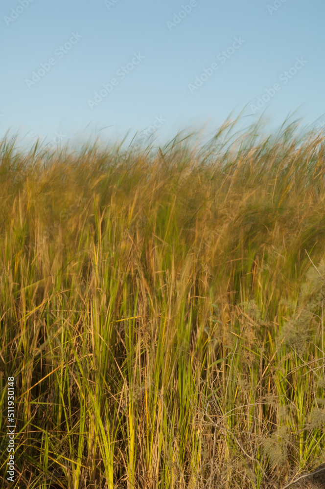 Broadleaf cattails Typha latifolia moved by the wind. Picture blur to suggest movement. Oiseaux du Djoudj National Park. Saint-Louis. Senegal. Broadleaf cattails Typha latifolia moved by the wind. Picture blur to suggest movement. Oiseaux du Djoudj National Park. Saint-Louis. Senegal.