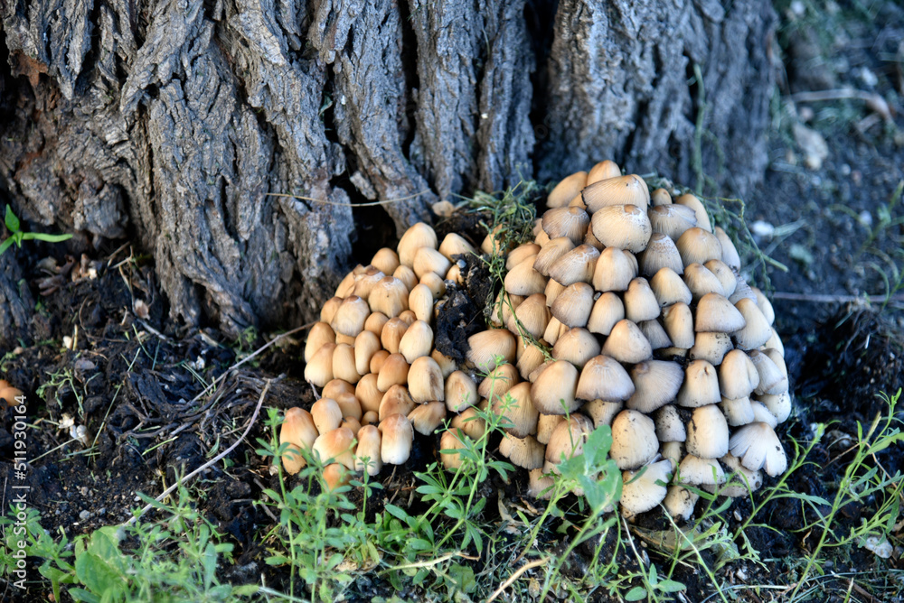 A group of mushrooms near the tree is the shimmering Dung Coprinellus micaceus A group of mushrooms near the tree is the shimmering Dung Coprinellus micaceus