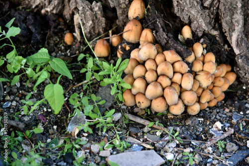 A group of mushrooms near the tree is the shimmering Dung Coprinellus micaceus