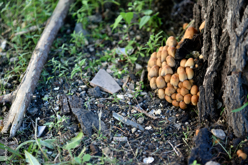 A group of mushrooms near the tree is the shimmering Dung Coprinellus micaceus photo