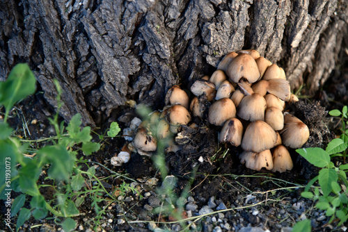 A group of mushrooms near the tree is the shimmering Dung Coprinellus micaceus